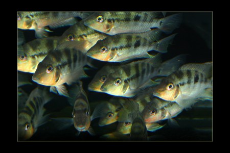 copyright R. Callewaert